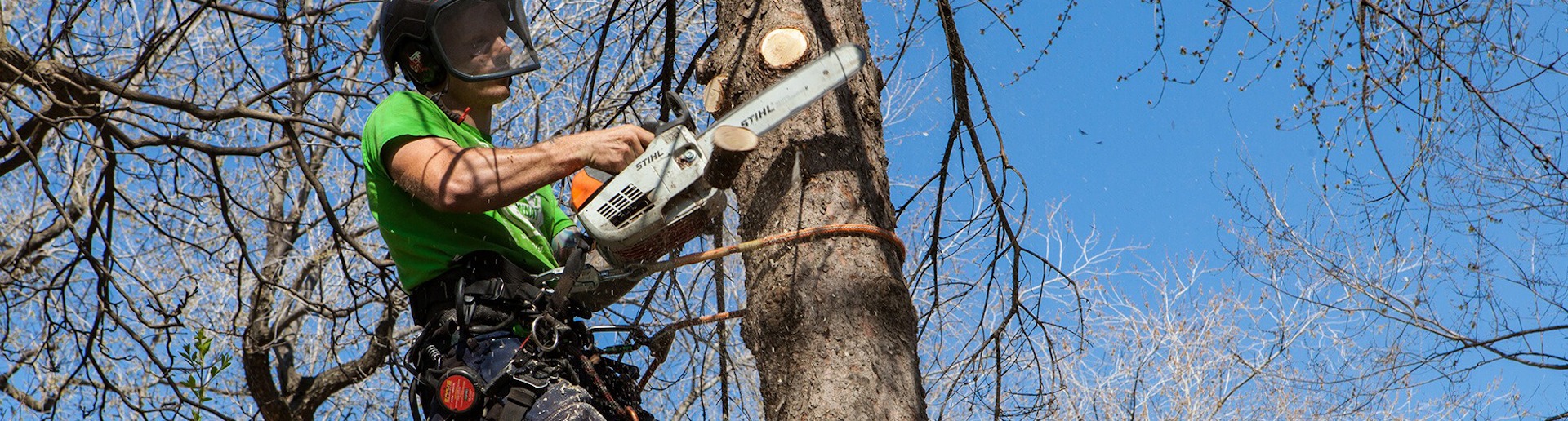 Tree services in the Montreal area