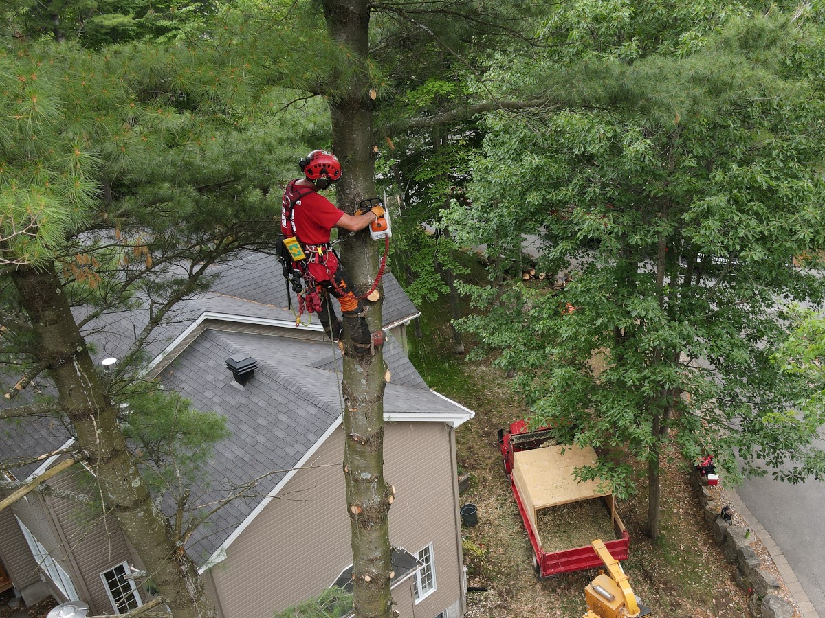 Barrie Tree Care Emergency Tree Service