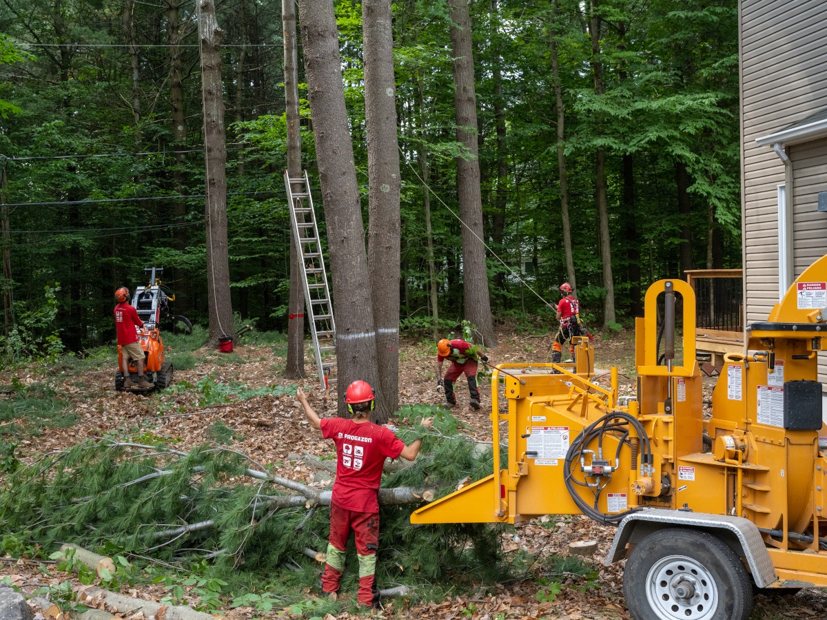 Barrie Tree Care Emergency Tree Service